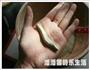 鸡屎藤粑仔的做法图解5