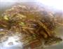 家常菜—肉炒蒜苔的做法图解3