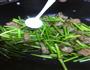 蒜薹炒肉的做法图解11