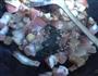 藜蒿炒腊肉的做法图解5