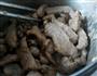 酒香肉片炒黄瓜的做法图解4