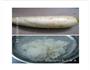 牛腩豆腐煲的做法图解4
