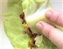 圆白菜包饭的做法图解6