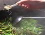 腊肉炒芹菜的做法图解10