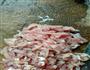 鱼香肉丝的做法图解2