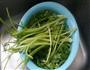 土芹菜炒肉丝的做法图解1