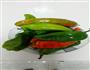 油辣椒咸菜的做法图解1