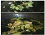 木须肉的做法图解5