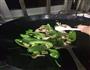 五花肉炒菜椒的做法图解6
