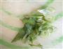 番茄炒茄子的做法图解2