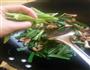 大葱青椒炒肉的做法图解11