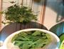 荷兰豆炒肉的做法图解1