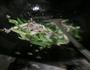 蒜苗金针菇炒肉丝的做法图解9