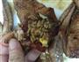 鸡翅包饭的做法图解5