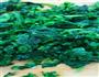 盖欧高钙粉花样花卷的做法图解4