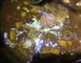 日式咖喱鸡肉饭料理的做法图解6