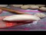 电饼铛-生煎包的做法图解8