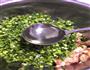 大连三鲜水饺的做法图解5