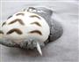 龙猫黑芝麻汤圆的做法图解13
