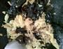木耳黄花菜炒鸡蛋的做法图解4