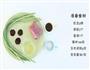 豇豆花环肉丸 宝宝辅食微课堂的做法图解1