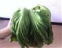 自制腌芥菜 腌酸菜的做法图解1