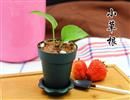 盆栽酸奶